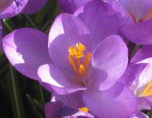 krokus